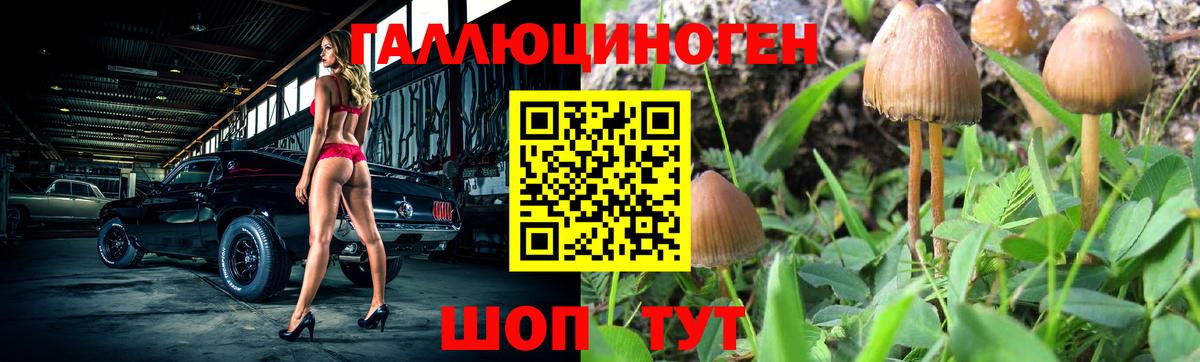 Псилоцибиновые грибы Psilocybine cubensis Шахты